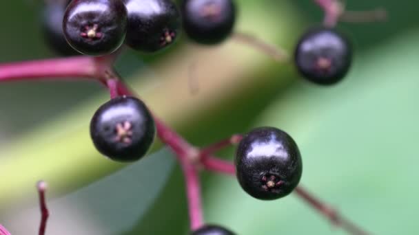 Zralé plody Černého Eldera v přírodním prostředí (Sambucus nigra) - Záběry, video