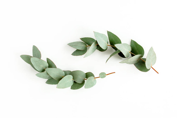 green leaves eucalyptus isolated on white background. flat lay, top view - 写真・画像