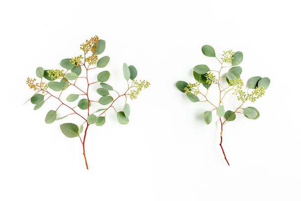 Set of eucalyptus leaves and eucalyptus branches with fruits in the form of berries on white background. Flat lay, top view. floral concept - Foto, imagen