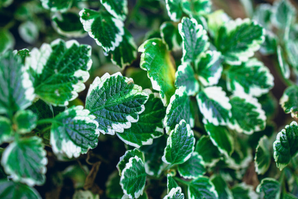 macro planta de incenso close-up - Foto, Imagem