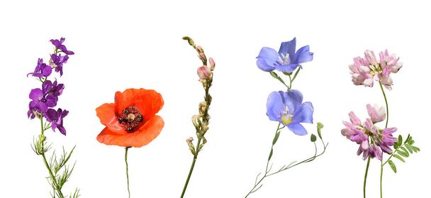 Set of flowers isolated on a white background. Beautiful wild flowers. - Photo, Image