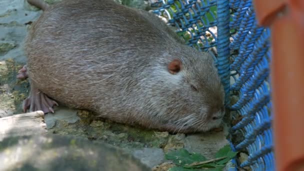 Funny beaver lies under the fence in the zoo - Footage, Video