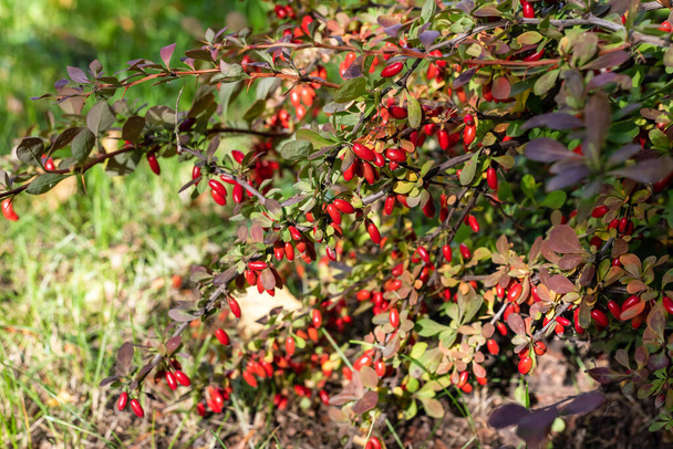 The red berries of the barberry in the garden, selective focus. - Photo, Image
