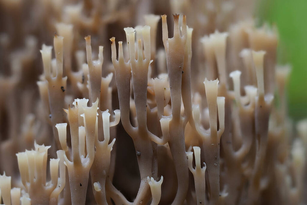 Candelabra Coral (Artomyces pyxidatus) - syötäväksi kelpaamaton - Valokuva, kuva