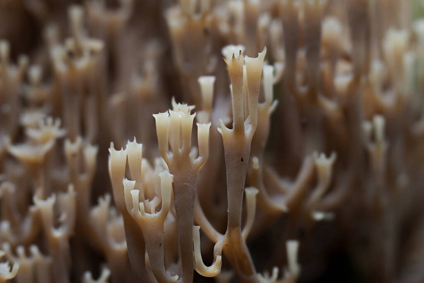 The Candelabra Coral (Artomyces pyxidatus) - inedible - Photo, Image