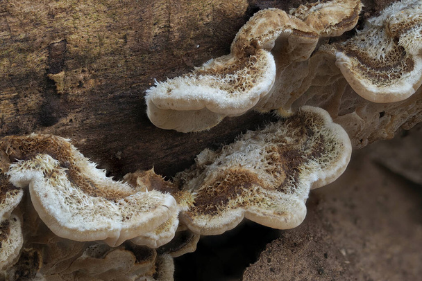 Auricularia mesenterica je nepoživatelná houba, rostoucí v rozkládajícím se dřevě - Fotografie, Obrázek