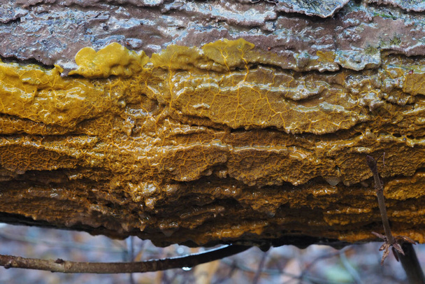 Badhamia urticularis on limainen sieni (Myxomycet) - Valokuva, kuva