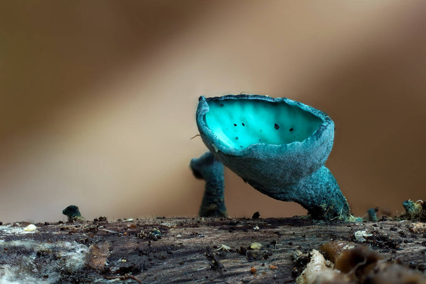 O Elfo Verde (Chlorociboria aeruginosa) é um cogumelo na madeira - Foto, Imagem