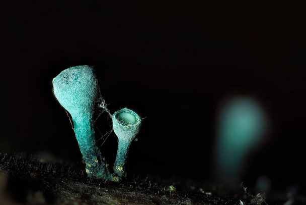 Zelený elfí pohár (Chlorociboria aeruginosa) je houba na dřevě - Fotografie, Obrázek