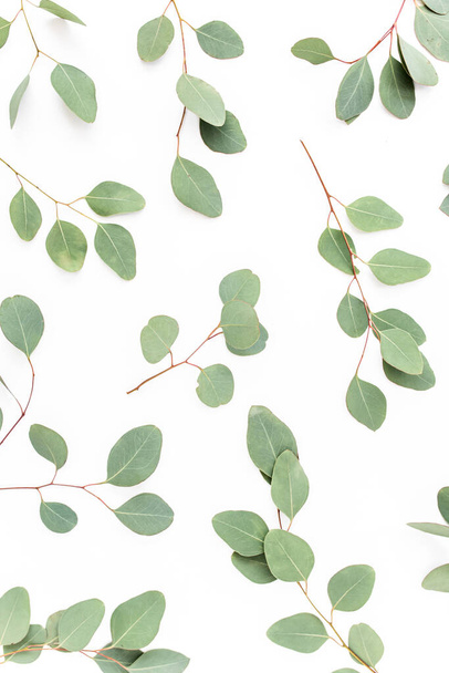 Pattern with green leaves eucalyptus populus isolated on white background. Flat lay, top view - Fotografie, Obrázek