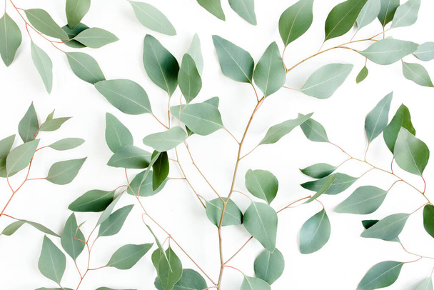 Background Texture made of green eucalyptus leaves, branch. Flat lay, top view - Foto, afbeelding