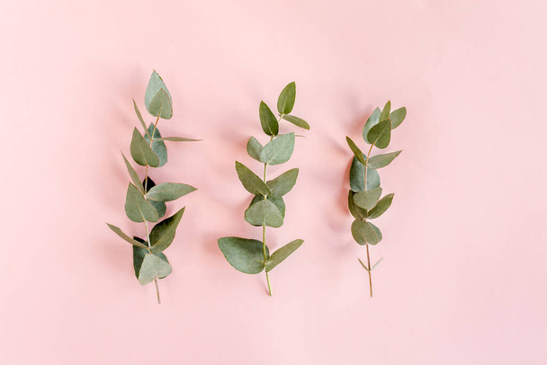 green leaves eucalyptus isolated on pink background. flat lay, top view - 写真・画像