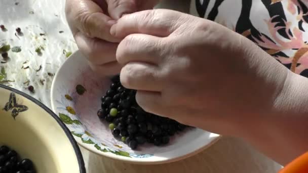a woman cleans berries from garbage - Footage, Video
