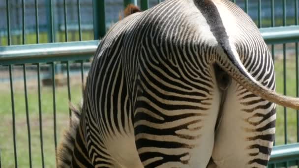 Zebra eating hay at the zoo, close-up of the back - Footage, Video