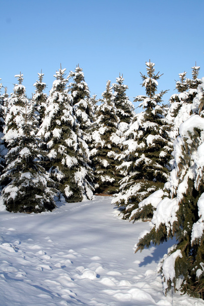 雪の覆われたトウヒ - 写真・画像