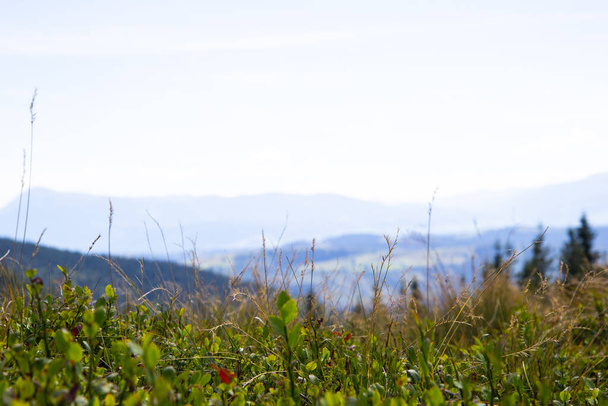 Natuurlijke achtergrond met berg, lichtblauwe lucht, groen gras, aartjes. Bergen achtergrond met kopieerruimte - Foto, afbeelding