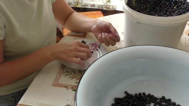 Eine Frau reinigt Beeren vom Müll - Filmmaterial, Video