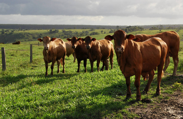 eunapolis, bahia / brazil - 8 czerwca 2009: hodowla bydła na farmie w mieście Eunapolis, w południowej Bahii - Zdjęcie, obraz