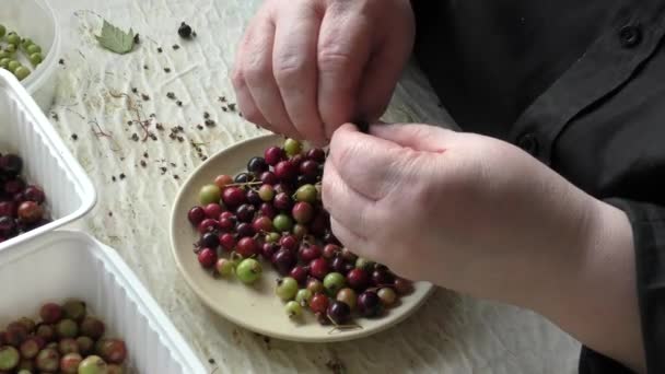 Eine Frau reinigt Beeren vom Müll - Filmmaterial, Video
