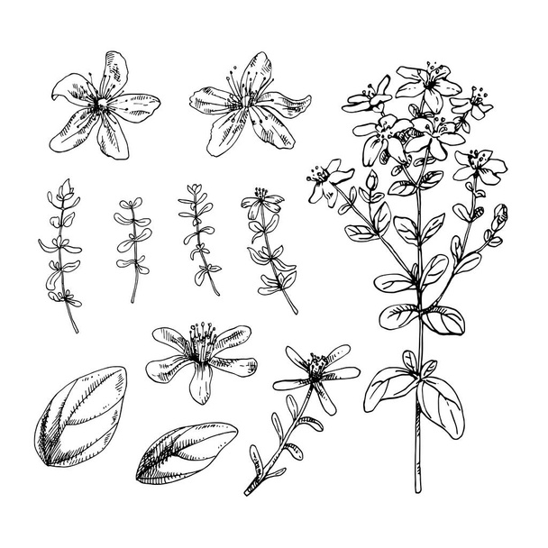 Set of St Johns wort flowers - Vettoriali, immagini