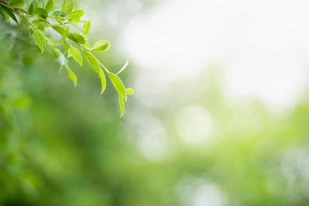 Close-up mooie aantrekkelijke natuur uitzicht op groen blad op wazig groen achtergrond in de tuin met kopieerruimte met behulp van als achtergrond natuurlijke groene planten landschap, ecologie, vers behang concept. - Foto, afbeelding