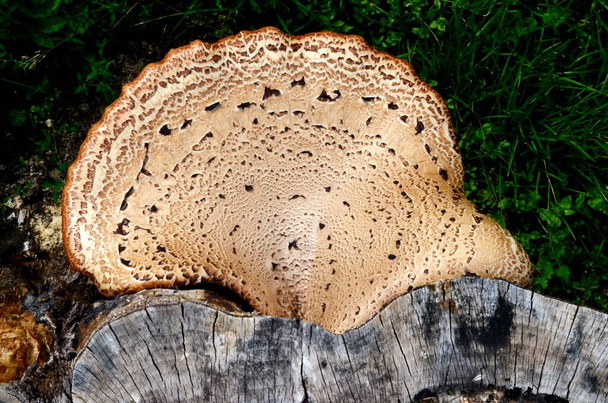 Dryad's saddle mushroom on an old wooden stump. Polyporus squamosus or Pheasant's back mushroom. Usually it grows in large or huge clusters of dead and living deciduous trees - Photo, Image