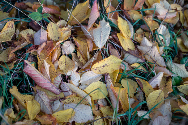 .Temporada de outono em close up. Vista superior das folhas de outono - Foto, Imagem