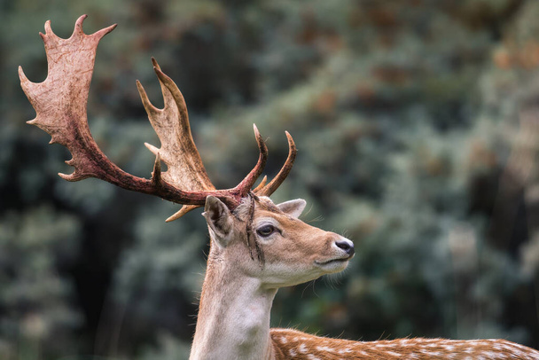 Głowa jelenia z krwawiącymi porogami (dama dama) - sezon rut - Zdjęcie, obraz