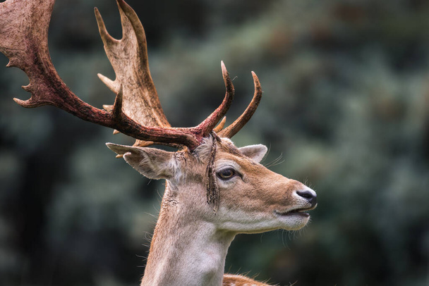 Cabeza de ciervo con cuernos sangrantes (dama dama) - temporada de rutina - Foto, Imagen