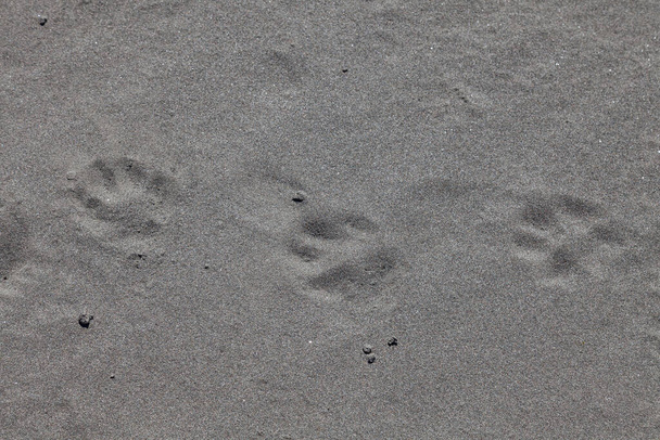 Gros plan sur les empreintes d'animaux - chien sur la plage sur la côte grise. Fond d'écran, post ou illustrations dans les réseaux sociaux. - Photo, image