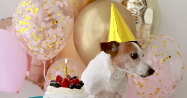 Μικρό κουτάβι σε κίτρινο καπέλο γενεθλίων στέκεται κοντά σε μικρό κέικ - Πλάνα, βίντεο
