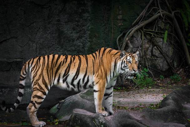 Tigre blanco está buscando comida en el bosque. - Foto, imagen