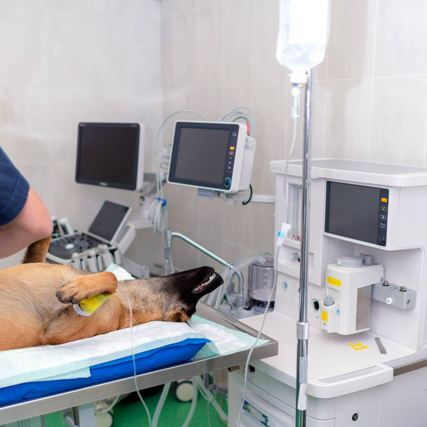 Німецький вівчар під анестезією лежить на операційному столі в операційній кімнаті. Операция с собакой. Собака ждет операцию.. - Фото, зображення