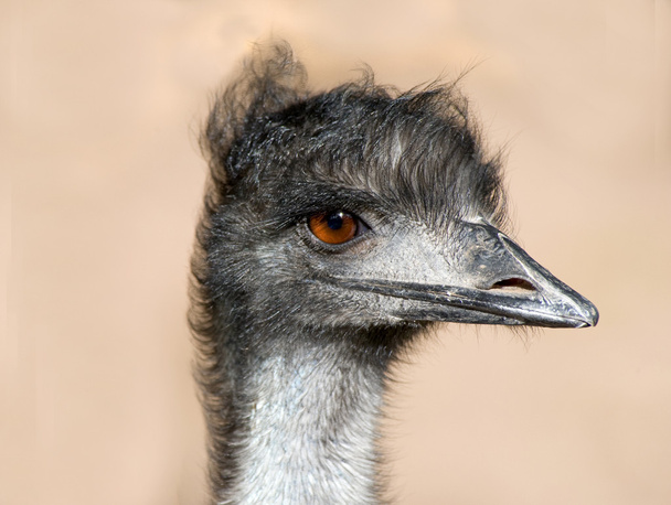 Close up of an Emu - Photo, Image