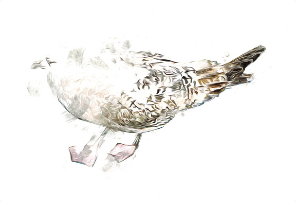 Aves marinhas brancas do Atlântico voam no céu. Gaivota de praia. Aves marinhas, ilustração de arte de desenhos animados de gaivota - Foto, Imagem