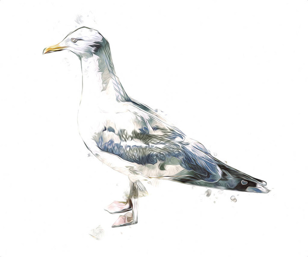 Atlantic white seabird fly at sky. Beach seagull . Sea birds, gull cartoon art illustration - Photo, Image