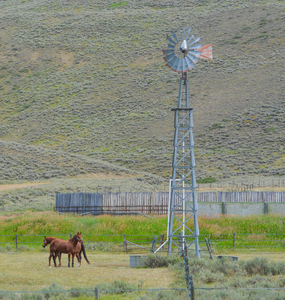 Вітряна фабрика качає воду для коней на цій фермі в Колорадо.. - Фото, зображення