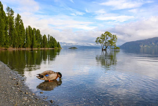 Drzewo Wanaka, które jest samotne w wodzie i cytrusach odbija się w czystej wodzie jak lustro. Rankiem lato z błękitnym niebem nad jeziorem Wanaka, Otago, Nowa Zelandia - Zdjęcie, obraz