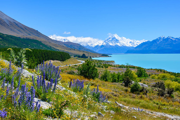 La carretera tiene hermosas flores de Lupin en el verano. Fondo con vistas al monte cocinero en el lago Pukaki, Nueva Zelanda. - Foto, Imagen