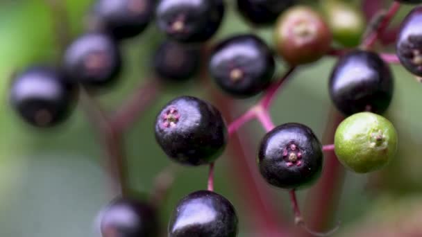 Frutti maturi di sambuco nero in ambiente naturale (Sambucus nigra) - Filmati, video