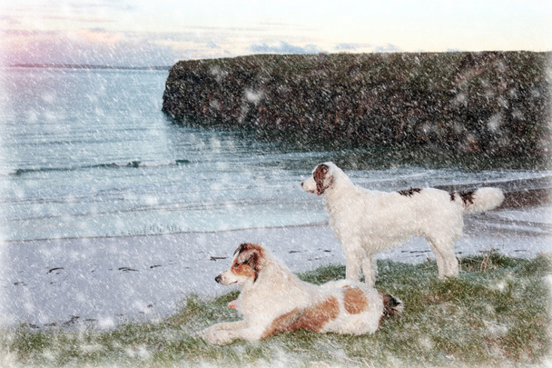 Rantanäkymä kaksi koiraa
 - Valokuva, kuva