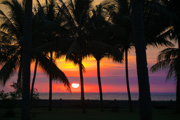 A palm tree in front of a sunset - Zdjęcie, obraz