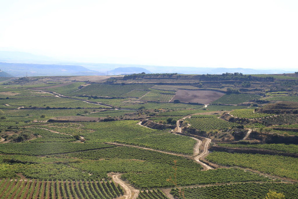 panoramatický výhled na vinice v létě, příprava hroznů pro sklizeň v září a zpracování bohatých vín La Rioja Španělsko - Fotografie, Obrázek