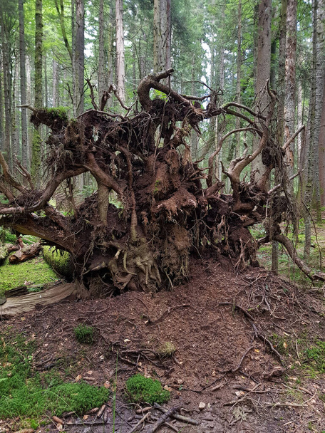 Em uma floresta profunda, uma grande árvore com raízes enormes e exuberantes está no chão - Foto, Imagem