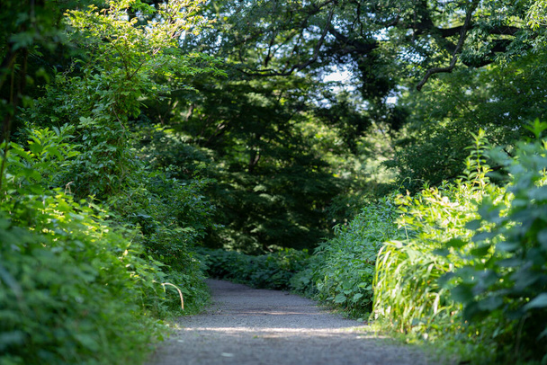 Maisema kuva metsän ja kävelykatu täynnä tuoretta vehreyttä - Valokuva, kuva