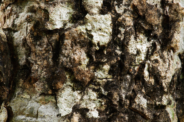 Abstract of old tree skin in natural outdoor - Foto, afbeelding