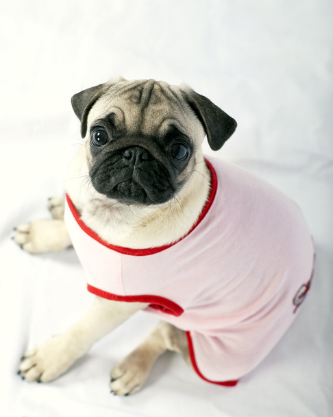 Mops štěně oblečená v růžovém shora - Fotografie, Obrázek