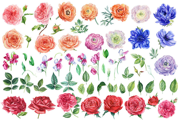 Schöne Reihe von Aquarellblumen Rosen, Blätter, Anemonen, Hahnenfuß und Erbse isolierten Hintergrund. - Foto, Bild