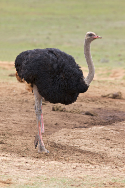 Erkek deve kuşu - Fotoğraf, Görsel