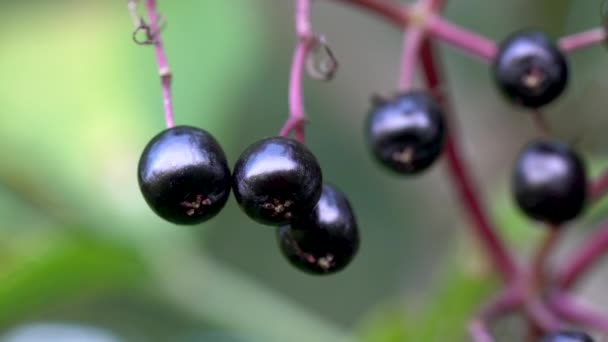Ώριμοι καρποί Μαύρου Γέροντα σε φυσικό περιβάλλον (Sambucus nigra) - Πλάνα, βίντεο